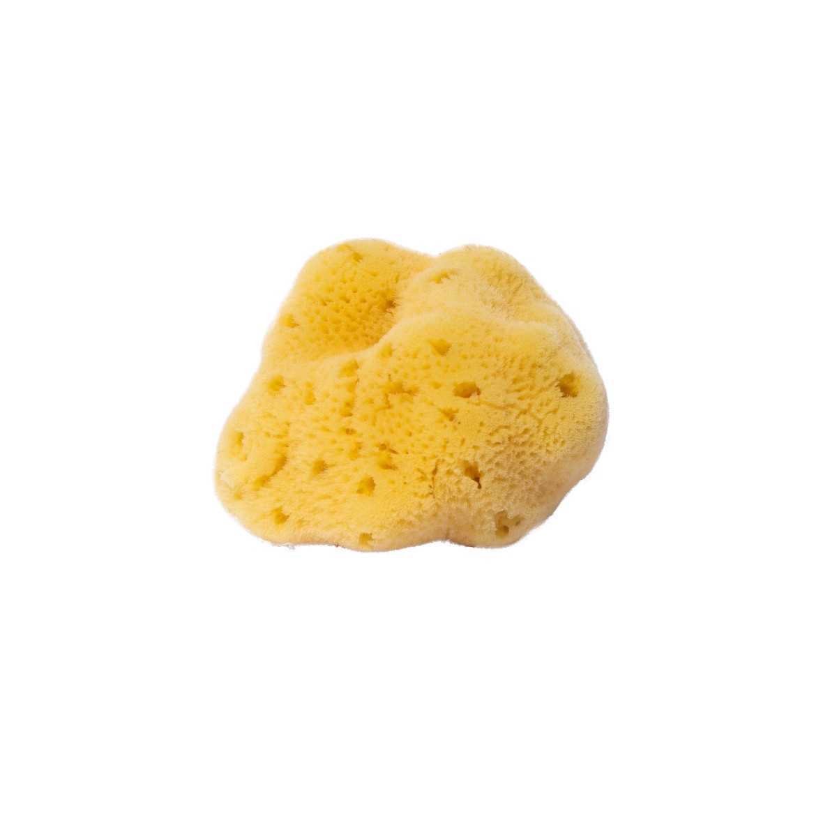 Natural vegetable sponge from the sea
