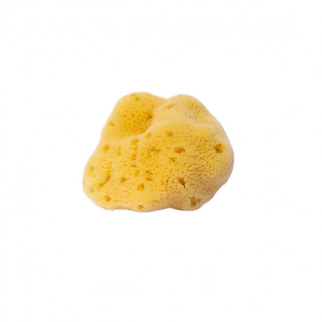 Natural vegetable sponge from the sea